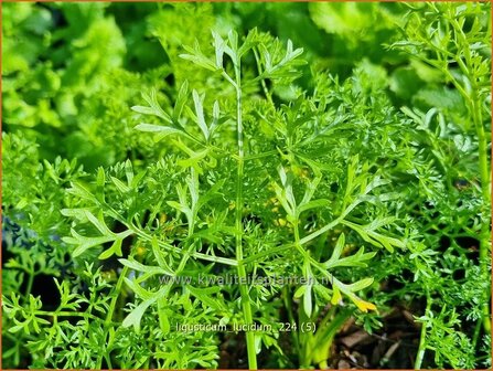 Ligusticum lucidum | Alpenlavas, Lavas | Mutterwurz | Lovage