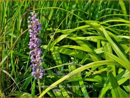 Liriope muscari &#039;Early Fascination&#039; | Leliegras | Lilientraube | Lilyturf