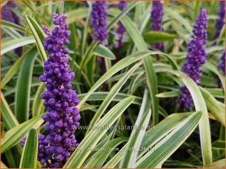 Liriope muscari &#039;John Burch&#039; | Leliegras | Lilientraube | Lilyturf