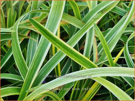 Liriope muscari &#039;John Burch&#039; | Leliegras | Lilientraube | Lilyturf