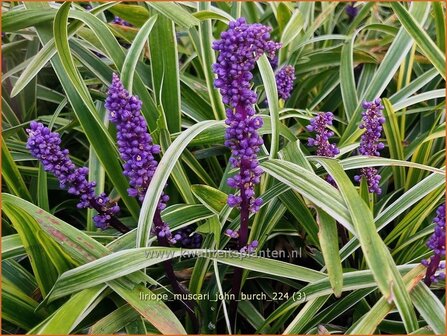 Liriope muscari &#039;John Burch&#039; | Leliegras | Lilientraube | Lilyturf