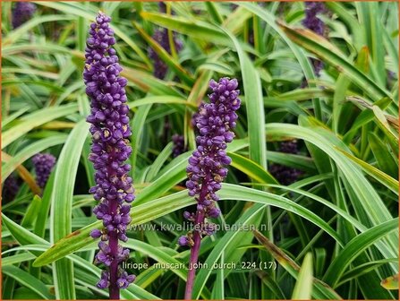 Liriope muscari &#039;John Burch&#039; | Leliegras | Lilientraube | Lilyturf