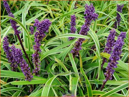 Liriope muscari &#039;John Burch&#039; | Leliegras | Lilientraube | Lilyturf