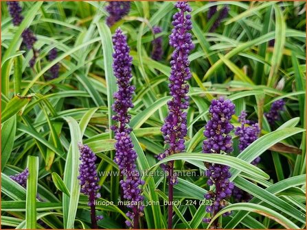 Liriope muscari &#039;John Burch&#039; | Leliegras | Lilientraube | Lilyturf