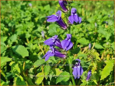 Lobelia siphilitica &#039;Donker Blauw&#039; | Virginische lobelia, Vaste lobelia | Blaue Kardinals-Lobilie | Great Blue Lobeli