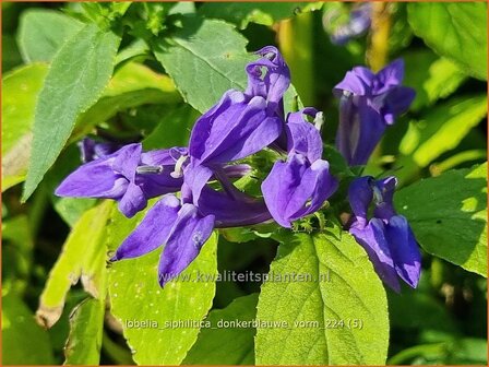 Lobelia siphilitica &#039;Donker Blauw&#039; | Virginische lobelia, Vaste lobelia | Blaue Kardinals-Lobilie | Great Blue Lobeli