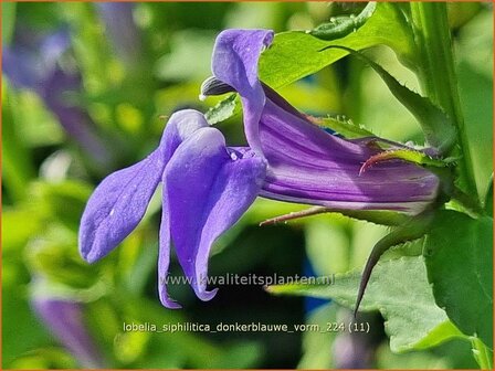 Lobelia siphilitica &#039;Donker Blauw&#039; | Virginische lobelia, Vaste lobelia | Blaue Kardinals-Lobilie | Great Blue Lobeli