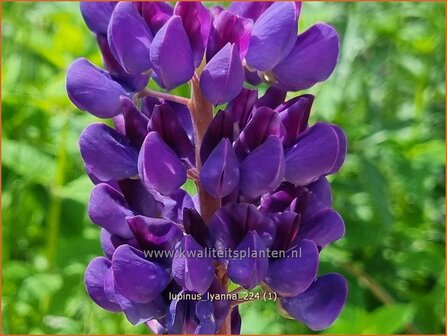 Lupinus &#039;Lyanna&#039; | Lupine | Lupine | Lupin