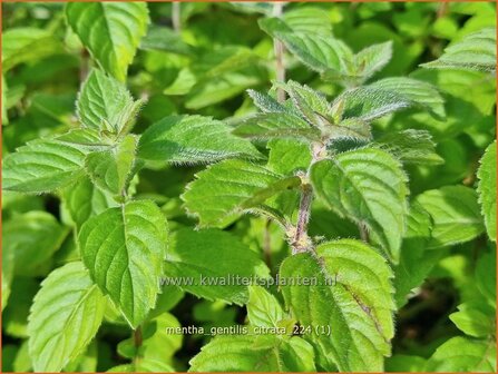 Mentha gentilis &#039;Citrata&#039; | Gembermunt, Palingkruid, Munt | Edel-Minze | Ginger Mint