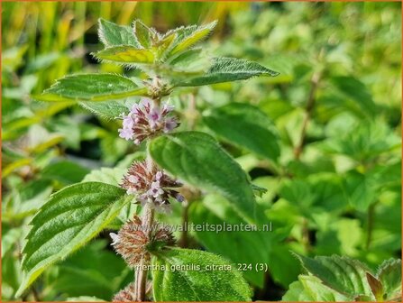 Mentha gentilis &#039;Citrata&#039; | Gembermunt, Palingkruid, Munt | Edel-Minze | Ginger Mint