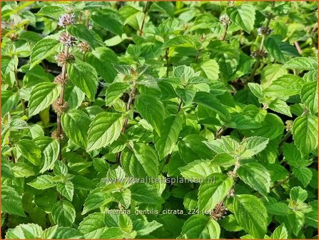 Mentha gentilis &#039;Citrata&#039; | Gembermunt, Palingkruid, Munt | Edel-Minze | Ginger Mint