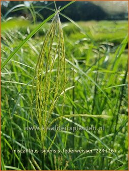 Miscanthus sinensis &#039;Federwei&szlig;er&#039; | Chinees prachtriet, Chinees riet, Japans sierriet, Prachtriet | Chinaschilf | Eu