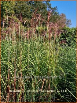 Miscanthus sinensis &amp;#x0027;Malepartus&amp;#x0027; | Chinees prachtriet, Chinees riet, Japans sierriet, Sierriet | Chinasch