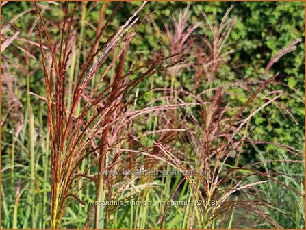 Miscanthus sinensis &amp;#x0027;Malepartus&amp;#x0027; | Chinees prachtriet, Chinees riet, Japans sierriet, Sierriet | Chinasch