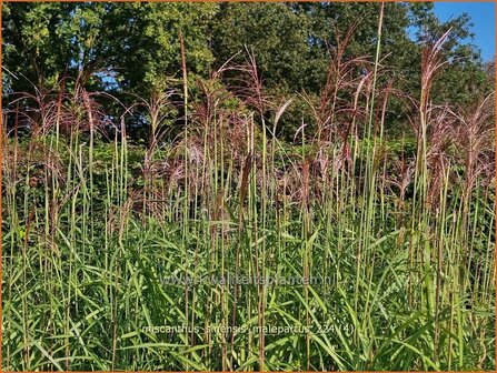 Miscanthus sinensis &amp;#x0027;Malepartus&amp;#x0027; | Chinees prachtriet, Chinees riet, Japans sierriet, Sierriet | Chinasch