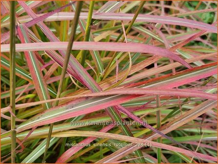 Miscanthus sinensis &#039;Rotsilber&#039; | Chinees prachtriet, Chinees riet, Japans sierriet, Prachtriet | Chinaschilf | Eulal