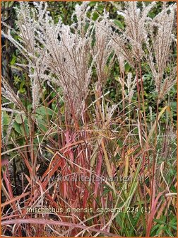 Miscanthus sinensis &#039;Samurai&#039; | Chinees prachtriet, Chinees riet, Japans sierriet, Prachtriet | Chinaschilf | Eulalia