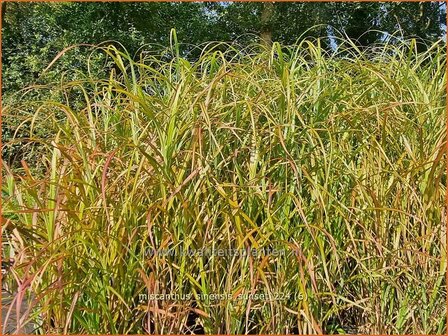 Miscanthus sinensis &#039;Sunset&#039; | Chinees prachtriet, Chinees riet, Japans sierriet, Prachtriet | Chinaschilf | Eulalia 