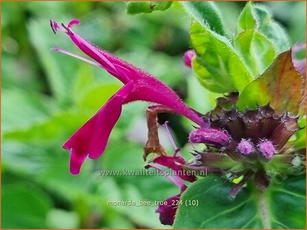 Monarda &#039;Bee-True&#039; | Bergamotplant, Indianennetel | Indianernessel | Beebalm