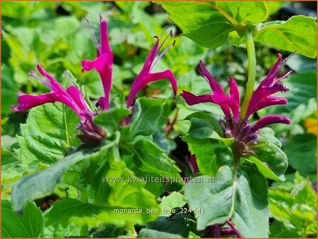 Monarda &#039;Bee-True&#039; | Bergamotplant, Indianennetel | Indianernessel | Beebalm