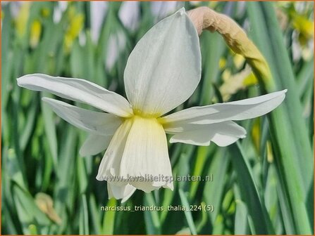 Narcissus triandrus &#039;Thalia&#039; | Narcis | Engelstr&auml;nen-Narzissen | Angel&#039;s Tears