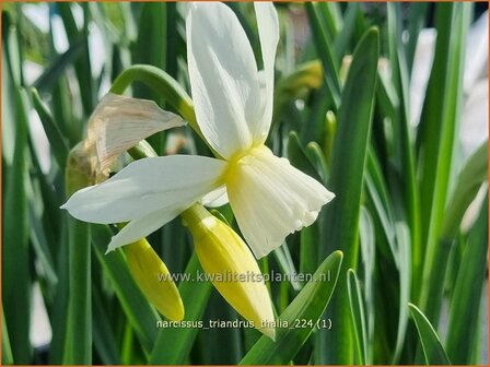 Narcissus triandrus &#039;Thalia&#039; | Narcis | Engelstr&auml;nen-Narzissen | Angel&#039;s Tears