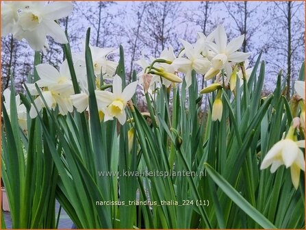 Narcissus triandrus &#039;Thalia&#039; | Narcis | Engelstr&auml;nen-Narzissen | Angel&#039;s Tears