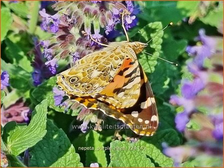 Nepeta &#039;Purple Haze&#039; | Kattenkruid | Katzenminze | Catmint