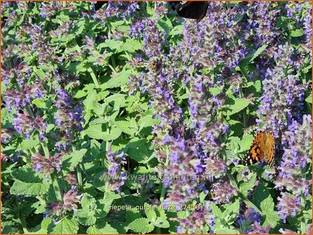 Nepeta &#039;Purple Haze&#039; | Kattenkruid | Katzenminze | Catmint