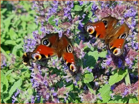 Nepeta &#039;Purple Haze&#039; | Kattenkruid | Katzenminze | Catmint