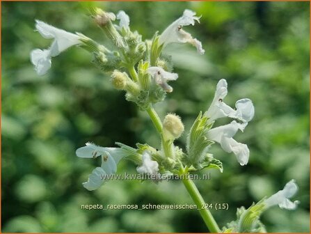 Nepeta racemosa &#039;Schneewei&szlig;chen&#039; | Blauw kattenkruid, Kattenkruid | Traubige Katzenminze | Persian Catmint