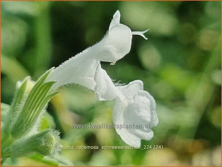 Nepeta racemosa &#039;Schneewei&szlig;chen&#039; | Blauw kattenkruid, Kattenkruid | Traubige Katzenminze | Persian Catmint