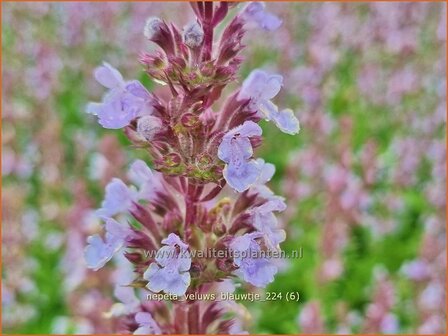 Nepeta &#039;Veluw&#039;s Blauwtje&#039; | Kattenkruid | Katzenminze | Catmint