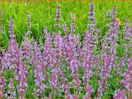 Nepeta &#039;Veluw&#039;s Blauwtje&#039; | Kattenkruid | Katzenminze | Catmint