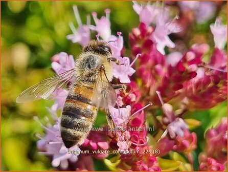 Origanum vulgare &#039;Compactum&#039; | Wilde marjolein, Oregano, Marjolein, Majoraan | Gew&ouml;hnlicher Dost | Wild Oregano