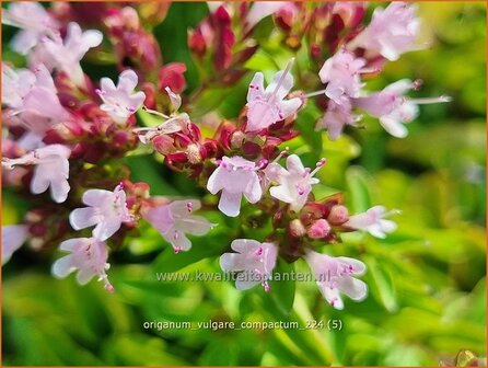 Origanum vulgare &#039;Compactum&#039; | Wilde marjolein, Oregano, Marjolein, Majoraan | Gew&ouml;hnlicher Dost | Wild Oregano