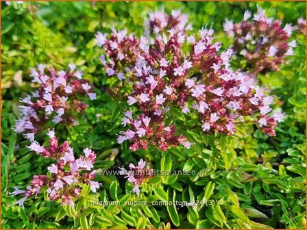 Origanum vulgare &#039;Compactum&#039; | Wilde marjolein, Oregano, Marjolein, Majoraan | Gew&ouml;hnlicher Dost | Wild Oregano