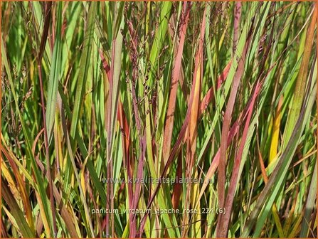 Panicum virgatum &#039;Apache Rose&#039; | Vingergras, Parelgierst, Gierst | Rutenhirse | Wand Panic Grass