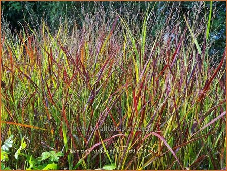 Panicum virgatum &#039;Hot Rod&#039; | Vingergras, Parelgierst, Gierst | Rutenhirse | Wand Panic Grass