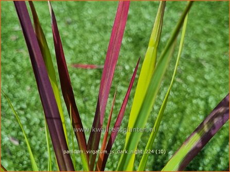 Panicum virgatum &#039;JS Dark Night&#039; | Vingergras, Parelgierst, Gierst | Rutenhirse | Wand Panic Grass