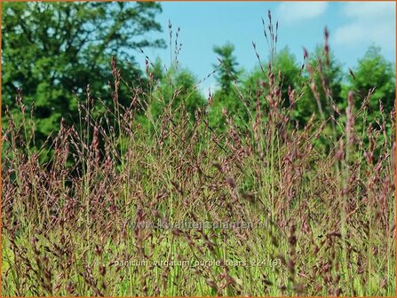 Panicum virgatum &#039;Purple Tears&#039; | Vingergras, Parelgierst, Gierst | Rutenhirse | Wand Panic Grass