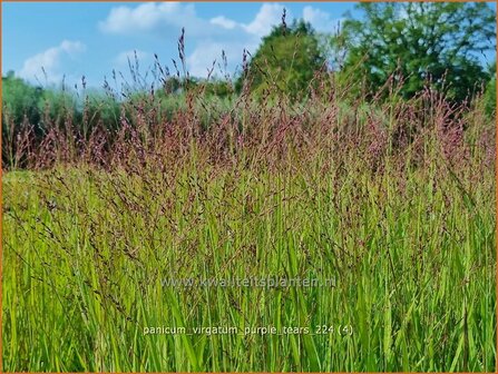 Panicum virgatum &#039;Purple Tears&#039; | Vingergras, Parelgierst, Gierst | Rutenhirse | Wand Panic Grass