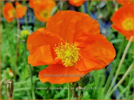 Papaver nudicaule &#039;Pop-up Orange&#039; | IJslandse papaver, Naaktstelige klaproos, Papaver, Klaproos | Island-Mohn | Icela