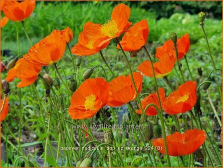 Papaver nudicaule &#039;Pop-up Orange&#039; | IJslandse papaver, Naaktstelige klaproos, Papaver, Klaproos | Island-Mohn | Icela