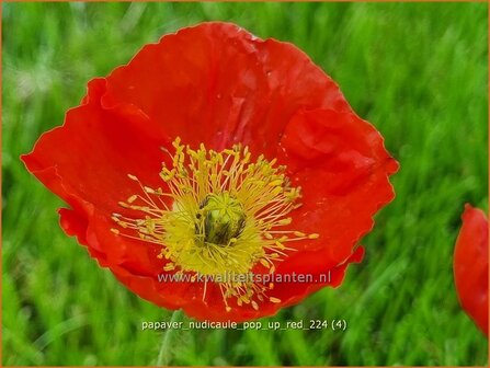 Papaver nudicaule &#039;Pop-up Red&#039; | IJslandse papaver, Naaktstelige klaproos, Papaver, Klaproos | Island-Mohn | Iceland 