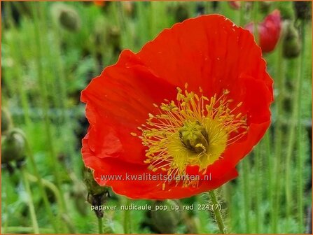 Papaver nudicaule &#039;Pop-up Red&#039; | IJslandse papaver, Naaktstelige klaproos, Papaver, Klaproos | Island-Mohn | Iceland 