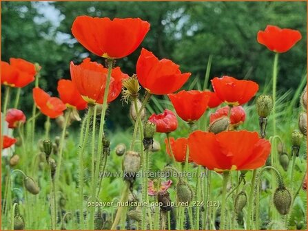 Papaver nudicaule &#039;Pop-up Red&#039; | IJslandse papaver, Naaktstelige klaproos, Papaver, Klaproos | Island-Mohn | Iceland 