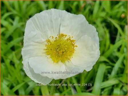 Papaver nudicaule &#039;Pop-up White&#039; | IJslandse papaver, Naaktstelige klaproos, Papaver, Klaproos | Island-Mohn | Icelan