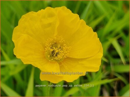 Papaver nudicaule &#039;Pop-up Yellow&#039; | IJslandse papaver, Naaktstelige klaproos, Papaver, Klaproos | Island-Mohn | Icela