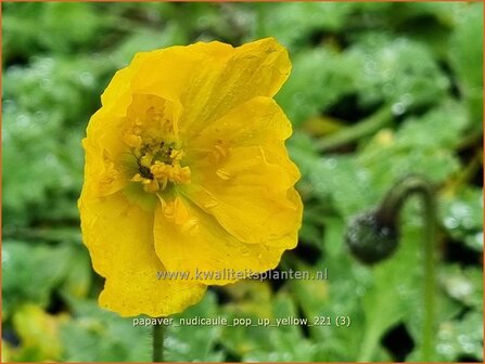 Papaver nudicaule &#039;Pop-up Yellow&#039; | IJslandse papaver, Naaktstelige klaproos, Papaver, Klaproos | Island-Mohn | Icela